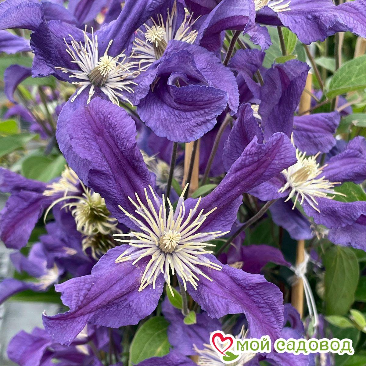 Клематис Блю Пируэт ЗКС