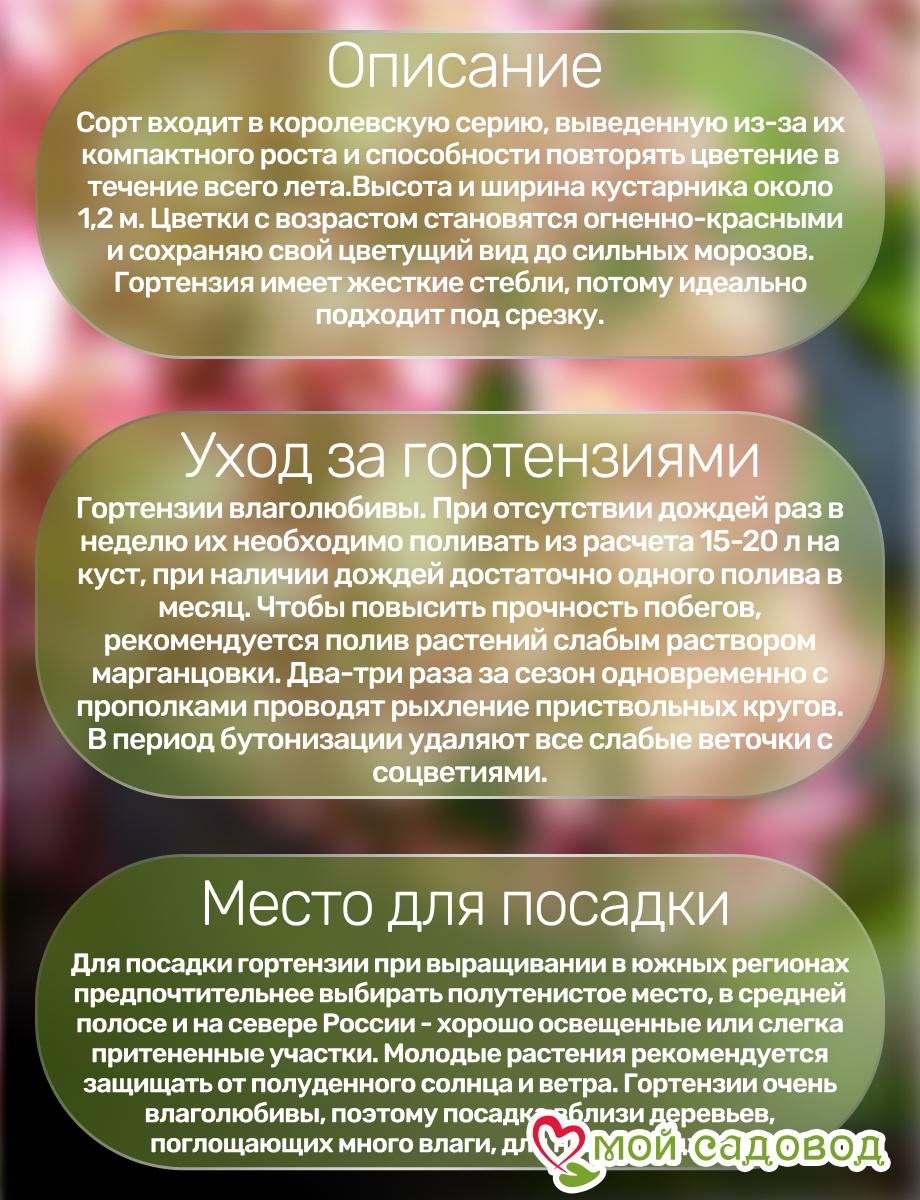 Гортензия крупнолистная Сальса ЗКС