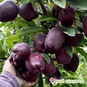 Яблоня Черный Бриллиант